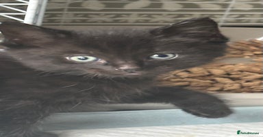 Mixed Breed cats - Advert 6
