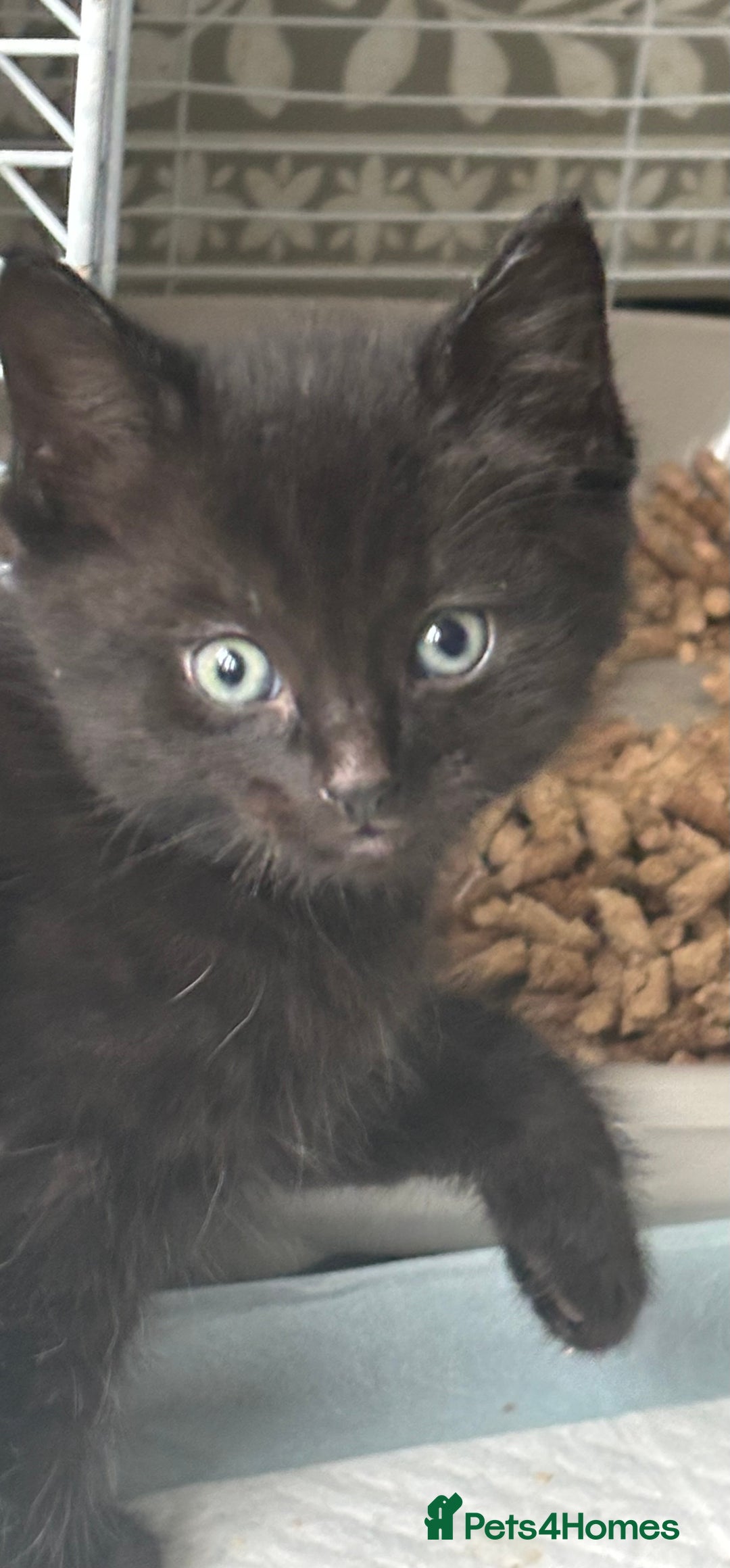 Mixed Breed cats for sale: 4 beautiful kittens - Image 3