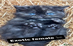 Exotic cats for sale: FEMALE SMOKE TORTOISESHELL EXOTIC KITTEN ( RARE) - Image 5