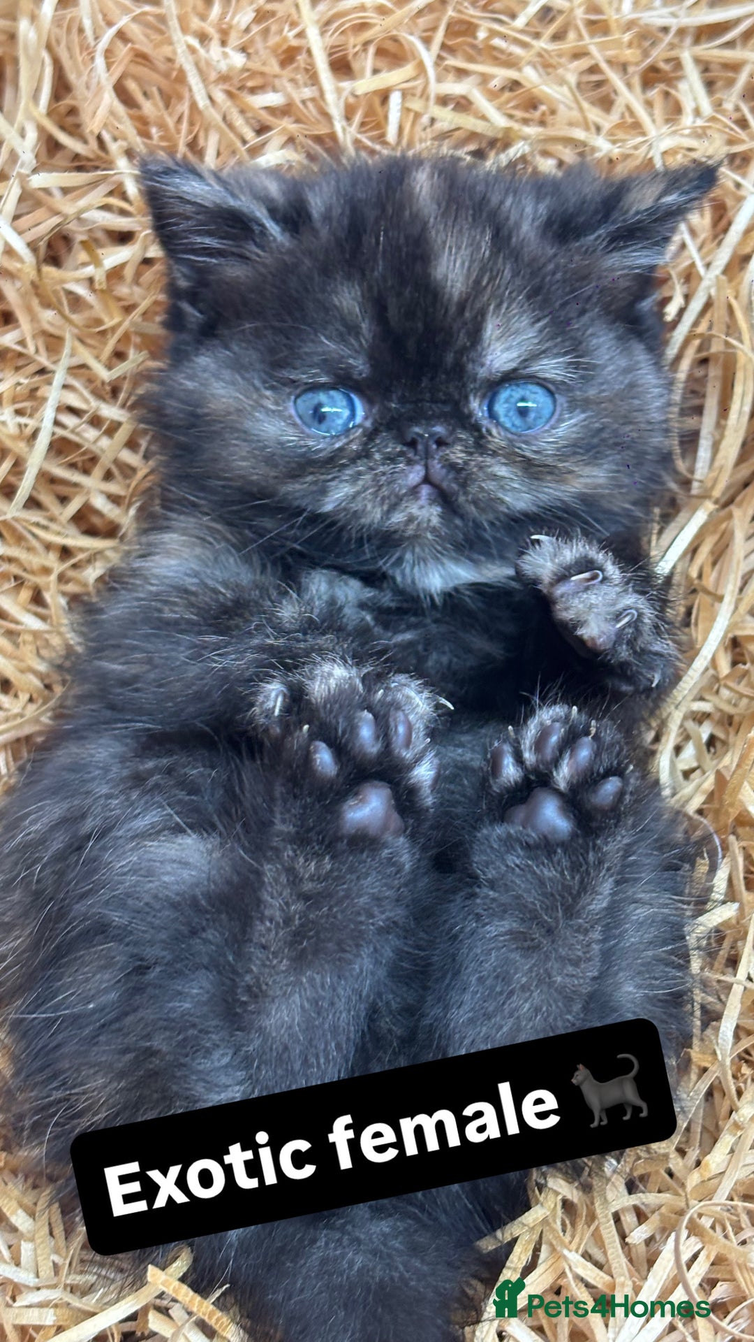 Exotic cats for sale: FEMALE SMOKE TORTOISESHELL EXOTIC KITTEN ( RARE) - Image 5