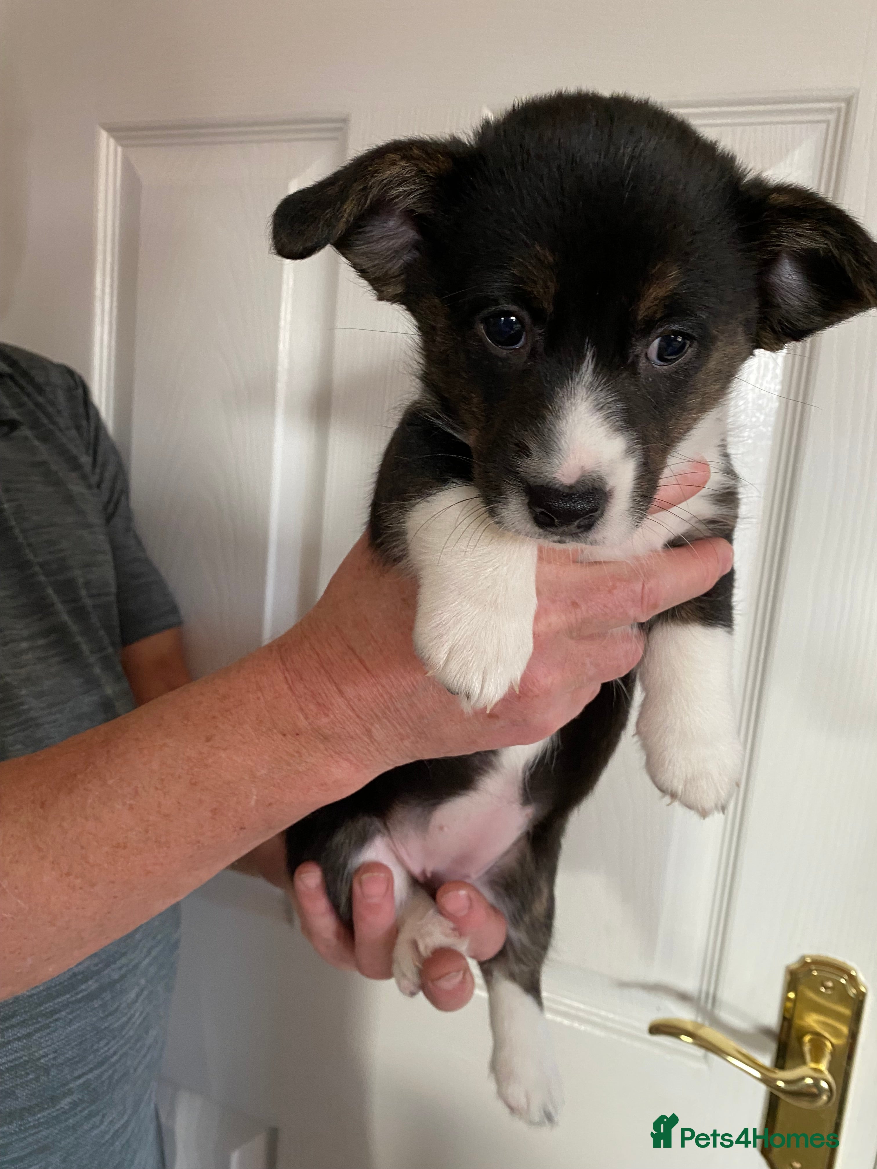 Welsh Corgi Cardigan dogs Welsh Cardigan Corgis by 5 ⭐️ Licensed Breeder - Advert 2