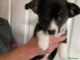 Welsh Corgi Cardigan dogs Welsh Cardigan Corgis by 5 ⭐️ Licensed Breeder - Advert 2