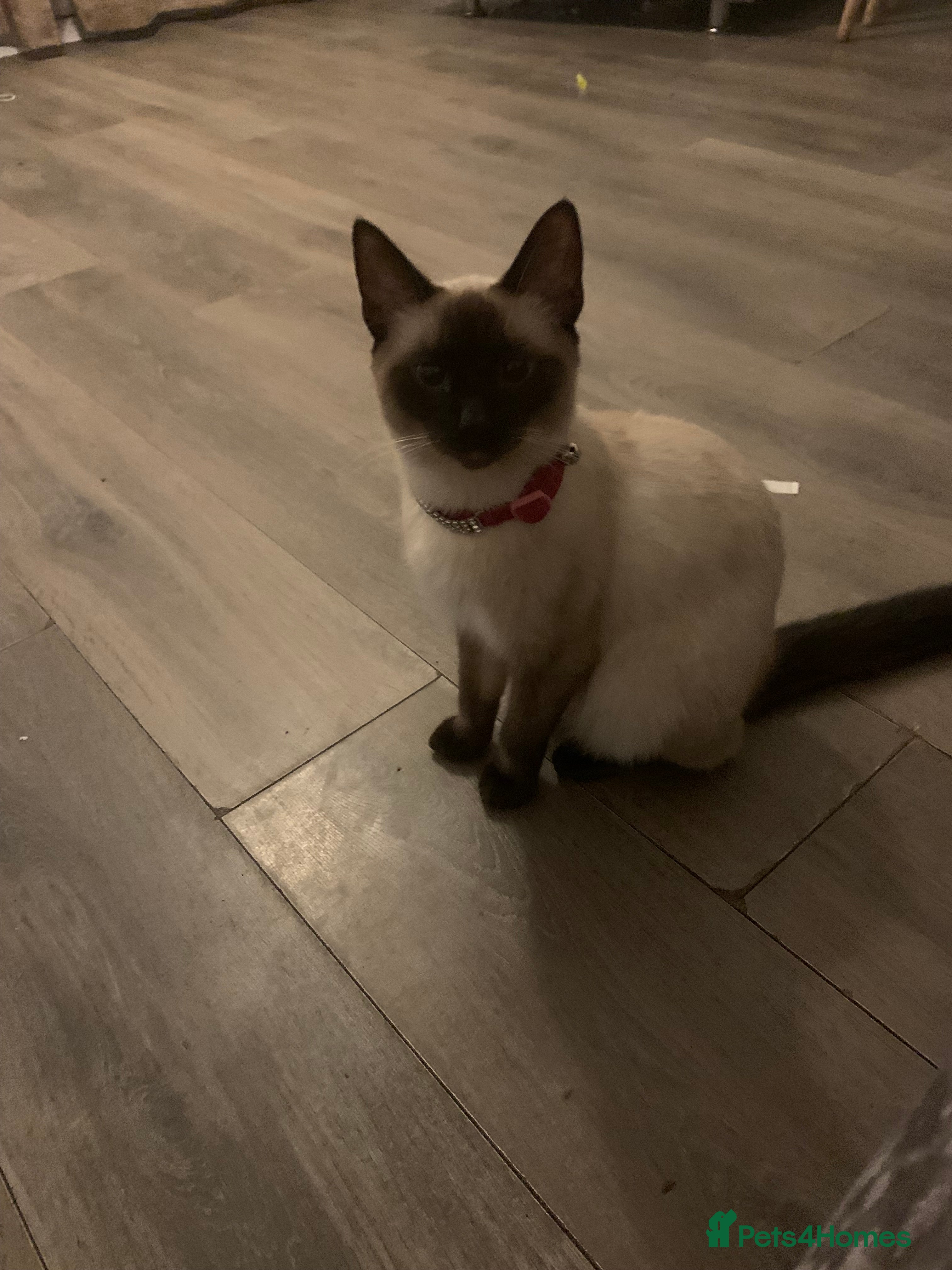 Mixed Breed cats 2 beautiful black girls left  - Advert 1