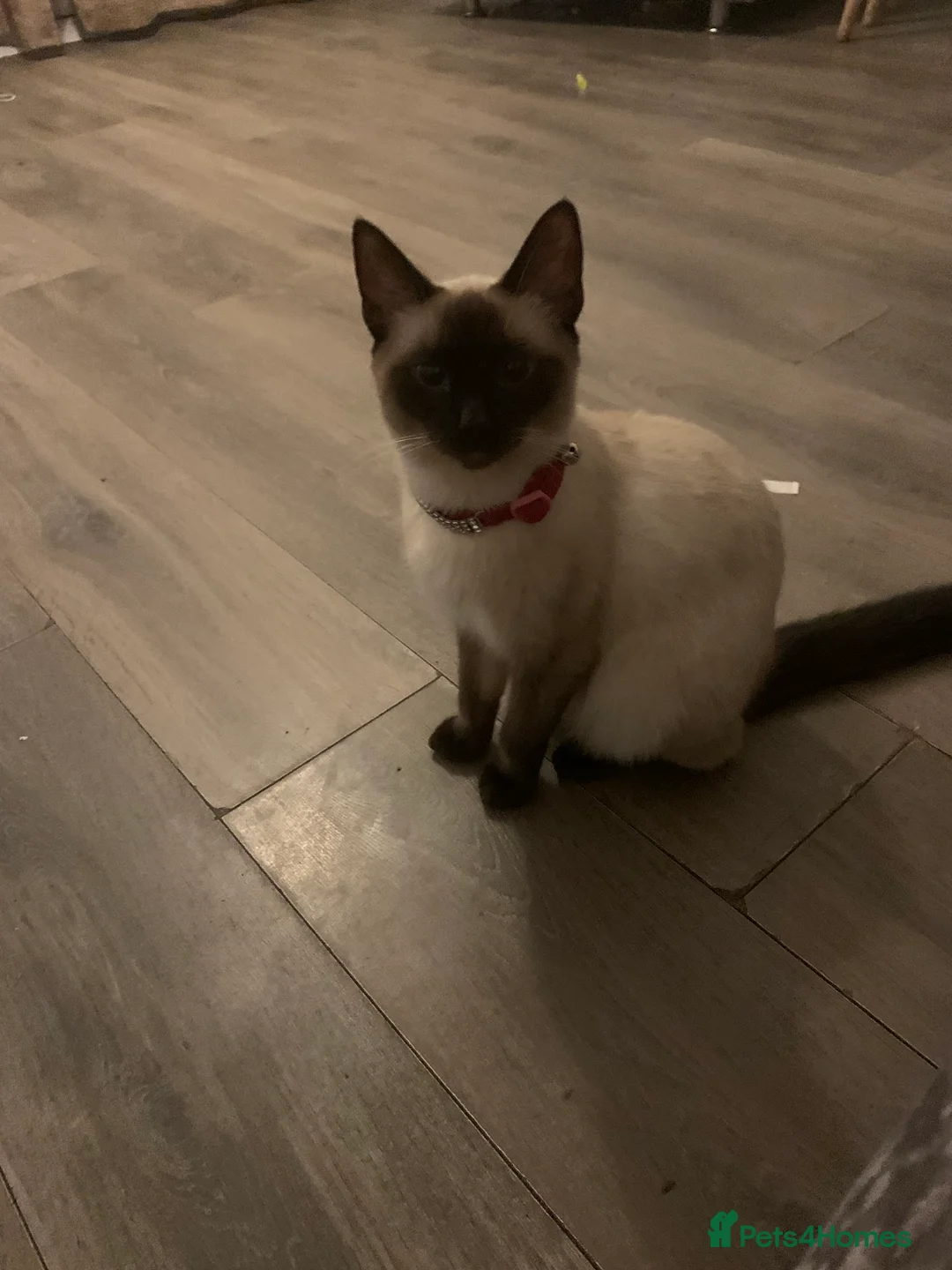 Mixed Breed cats for sale: 2 beautiful black girls left  - Advert 1