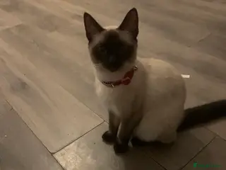 Mixed Breed cats 2 beautiful black girls left - Advert 1