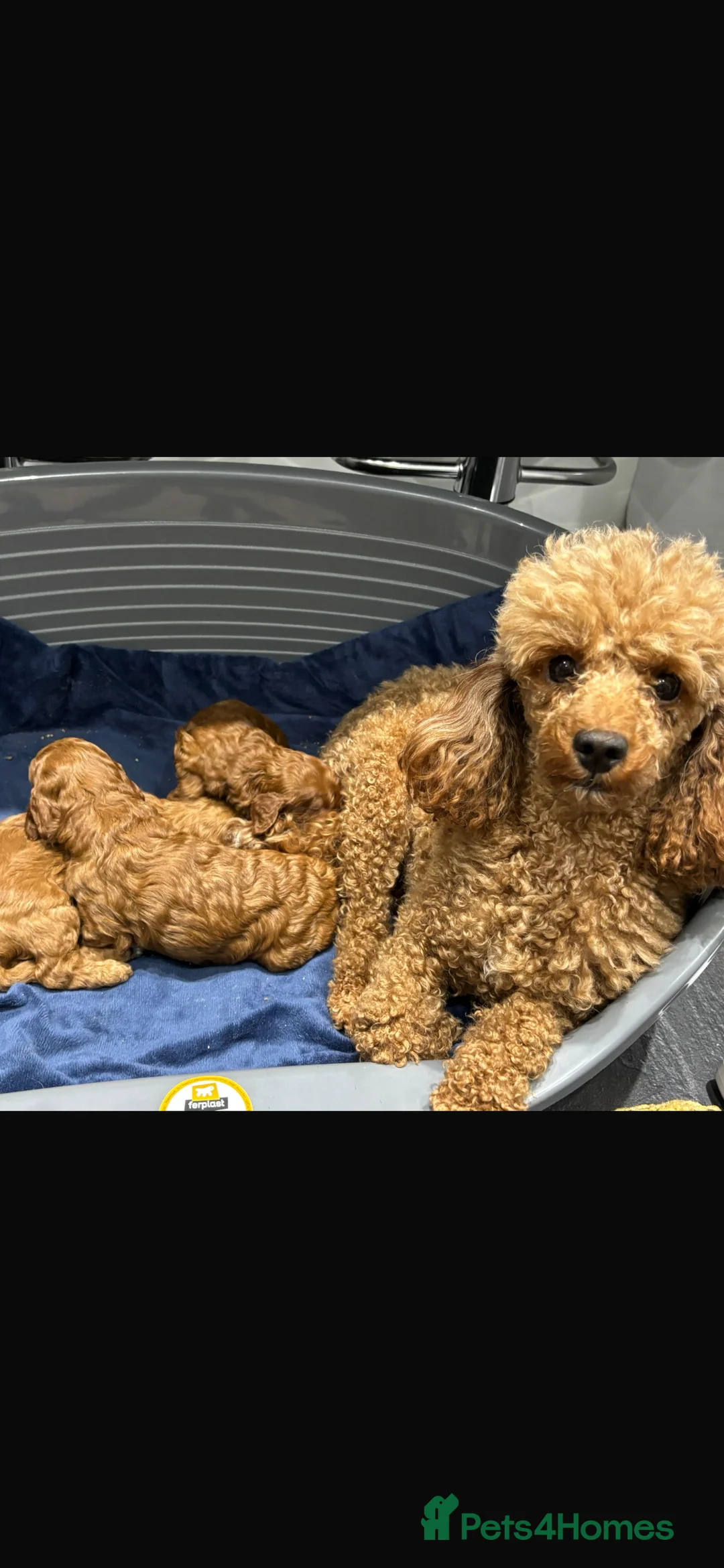 Miniature Poodle dogs for sale: Miniature poodles  in Gravesend - Advert 15