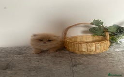 Persian cats for sale: white and orange cream Persians - Image 7
