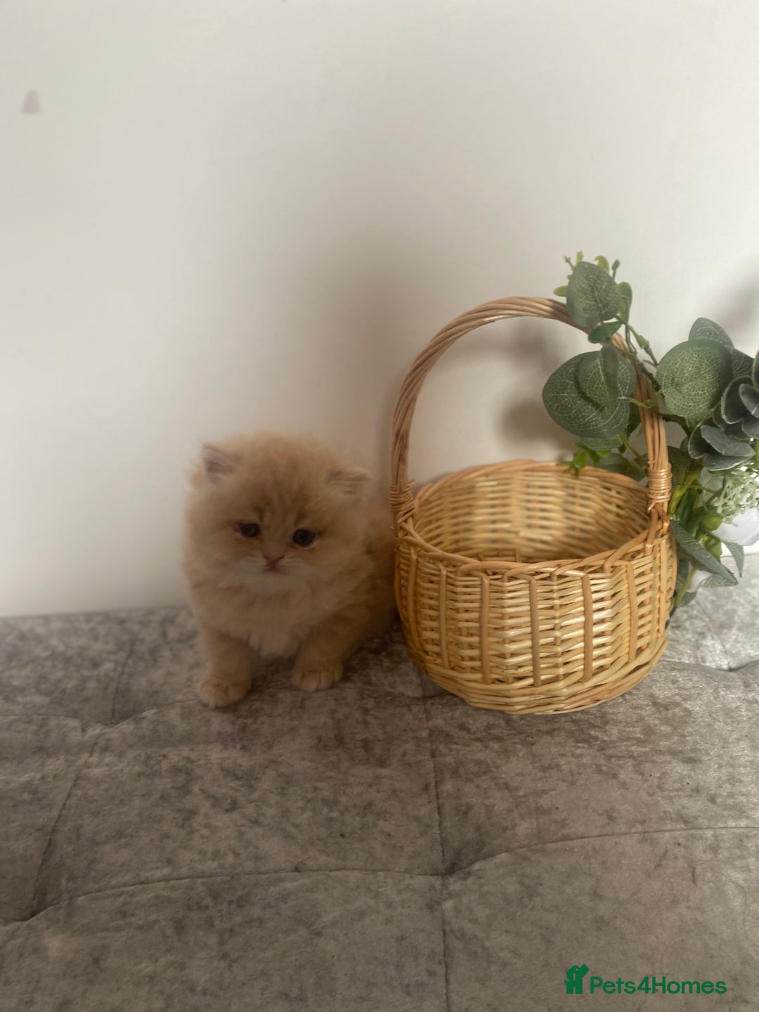 Persian cats for sale: white and orange cream Persians - Image 7