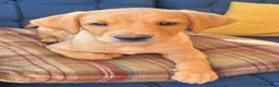 Labrador Retriever dogs for sale: Gorgeous Labrador Puppies Vet Checked, Ready Now  - Advert 8