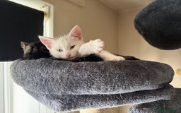 Khao Manee cats for sale: Khao manee cross British short hair - Image 2