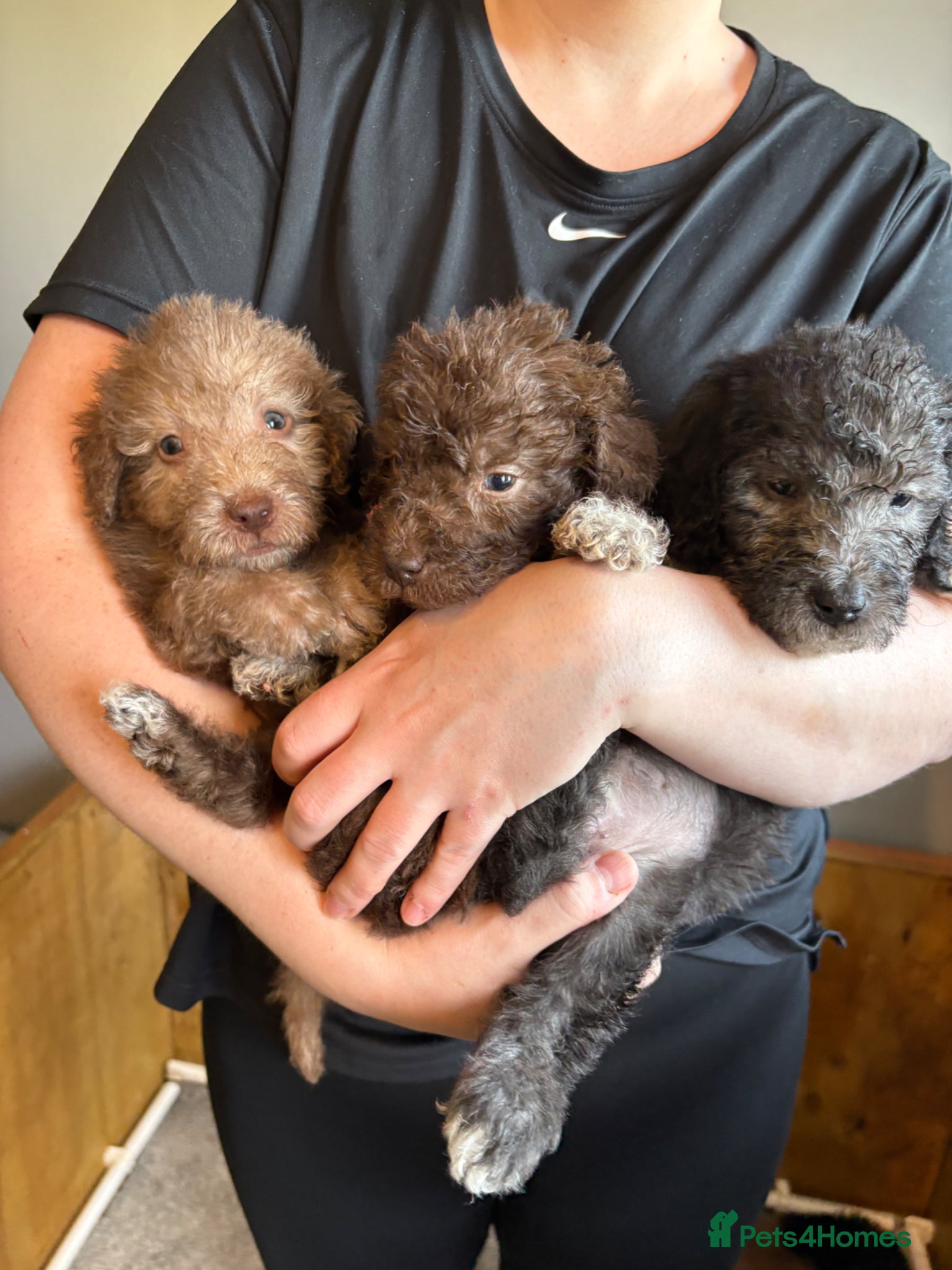 Bedlington Terrier dogs Bedlington Terriers - Advert 4