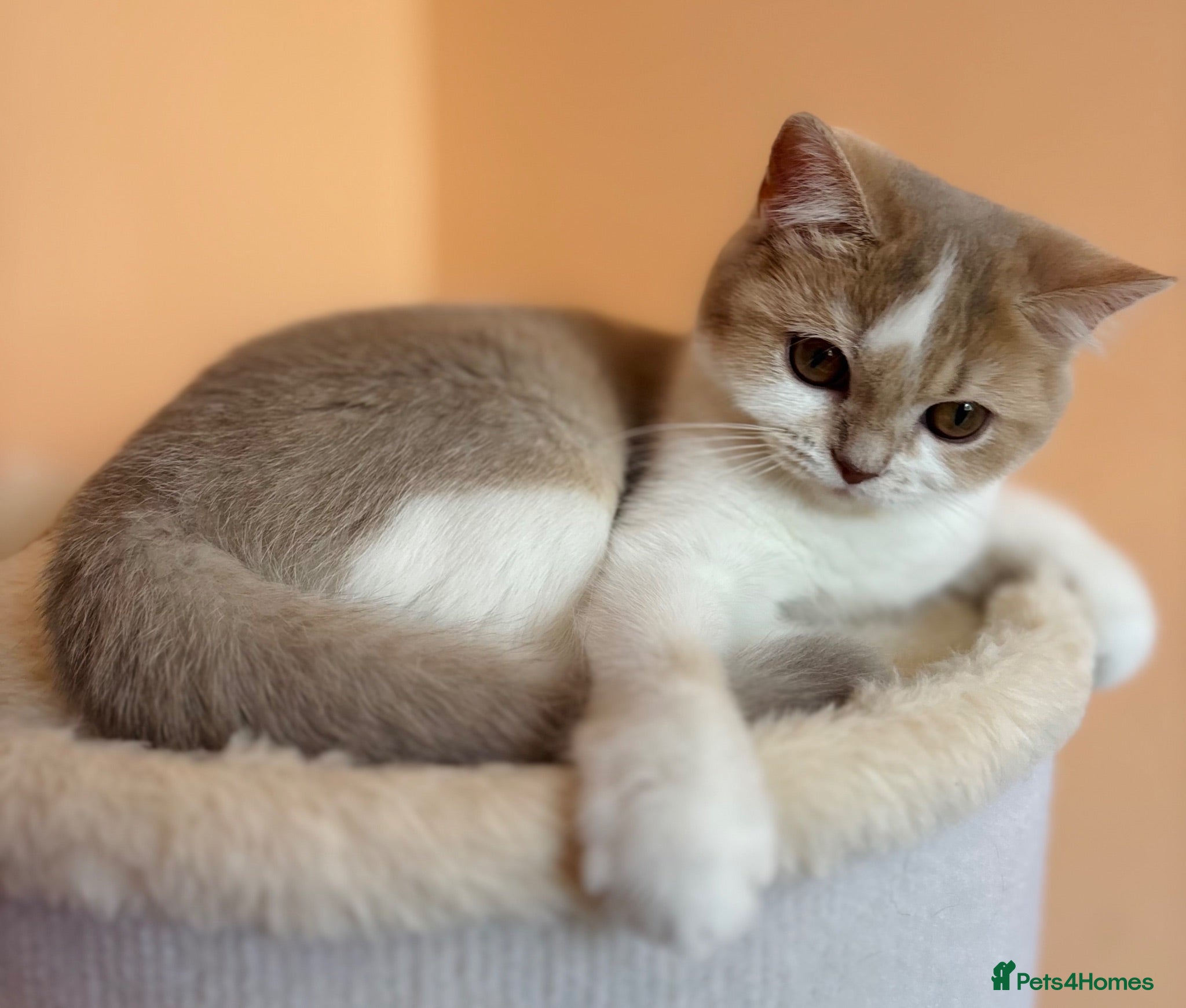 Scottish Fold cats Unique Pedigree Adorable Scottish Fold Kittens  - Advert 3