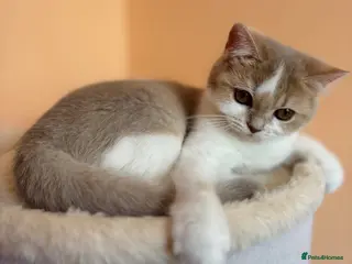 Scottish Fold cats Unique Pedigree Adorable Scottish Fold Kittens - Advert 3