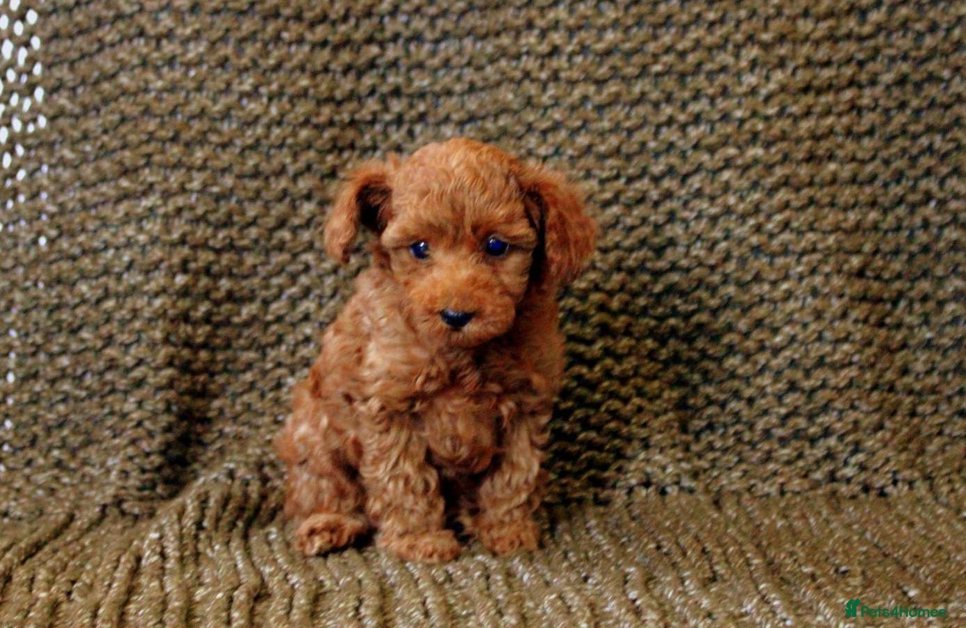Toy Poodle dogs Energetic Toy poodle boy - Advert 5