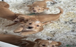 Cocker Spaniel dogs for sale: **2 Left ** KC Registered Cocker Spaniel Puppies in Aberdeen - Image 6
