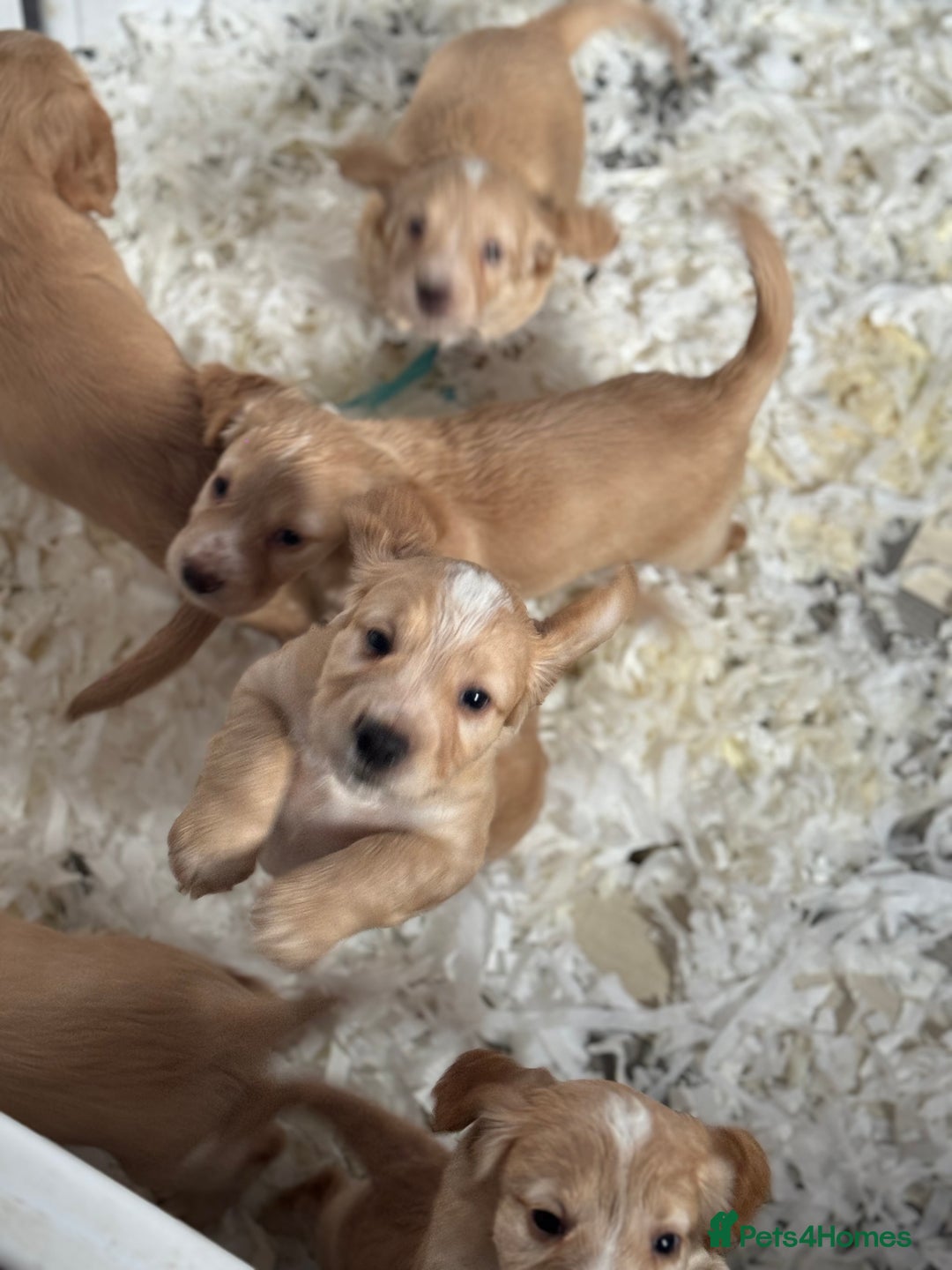 Cocker Spaniel dogs for sale: **2 Left ** KC Registered Cocker Spaniel Puppies in Aberdeen - Image 6