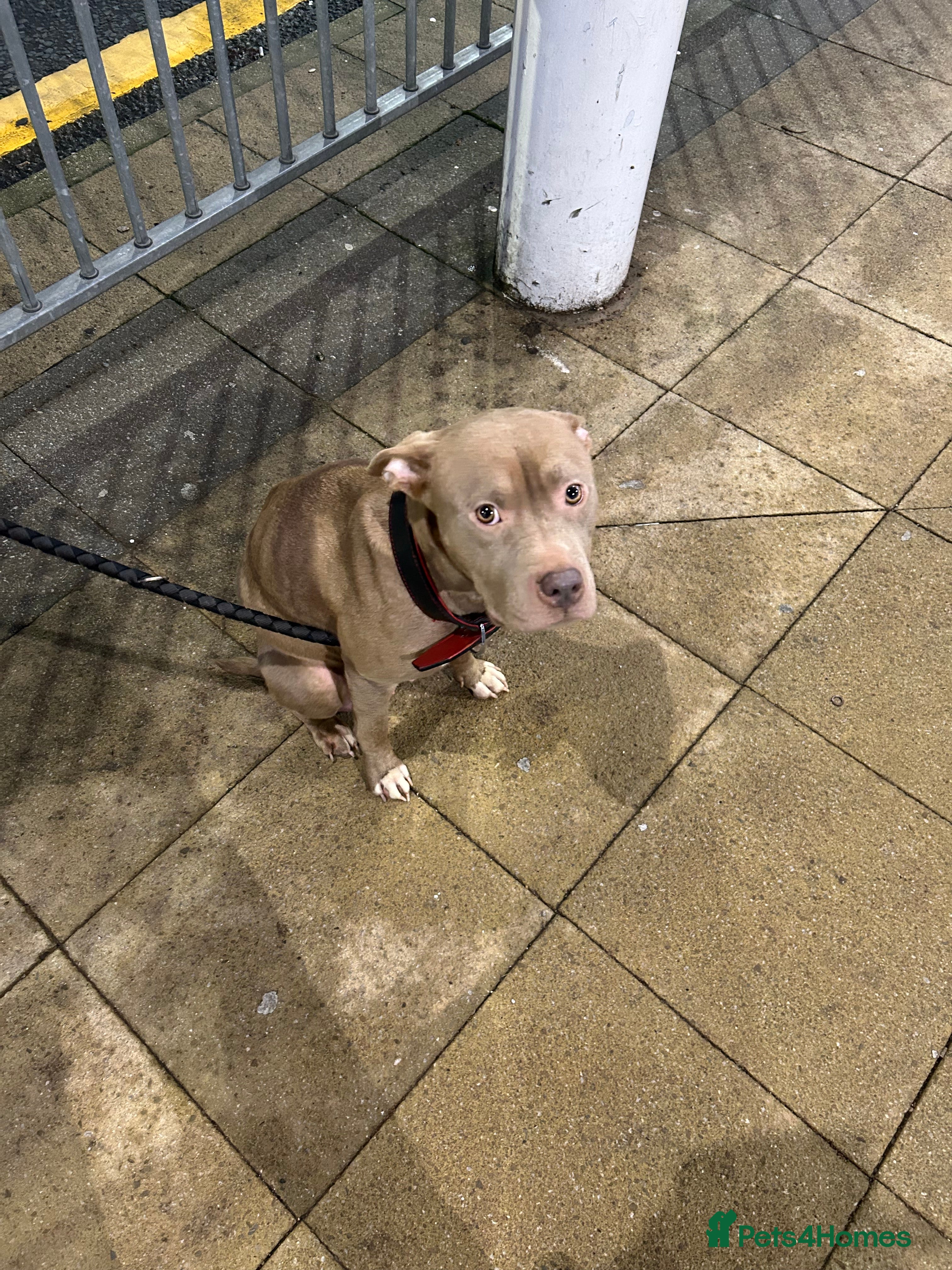 Staffordshire Bull Terrier dogs Puppies for sale - Advert 2