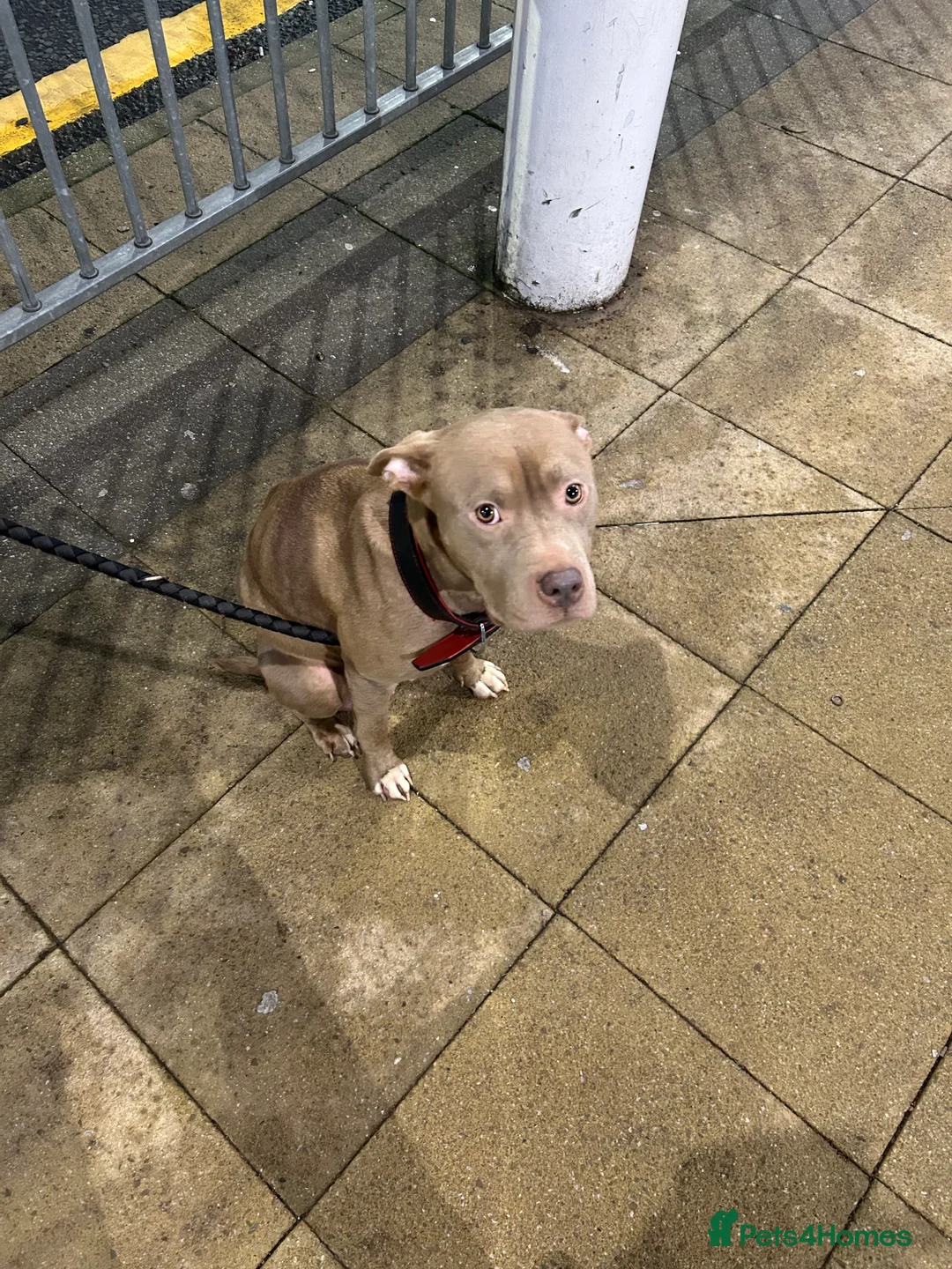 Staffordshire Bull Terrier dogs for sale: Puppies for sale - Advert 1