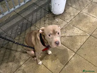 Staffordshire Bull Terrier dogs Puppies for sale - Advert 2