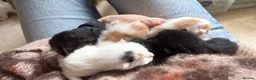 Mixed Breed cats for sale: Gorgeous kittens for sale in Stroud - Advert 21
