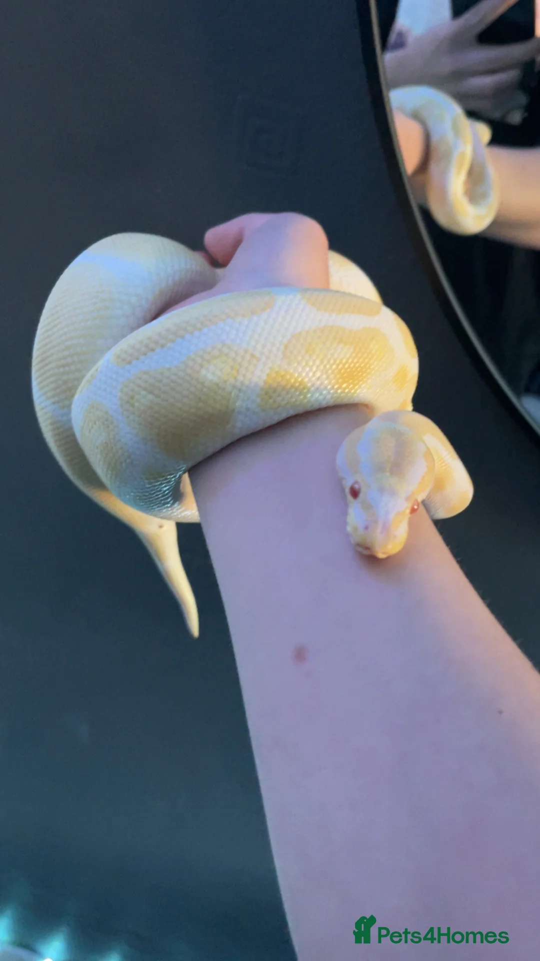Python Snake reptiles for sale: Complete Setup With Female Royal Python - Advert 2