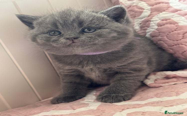 British Shorthair cats - Advert 17