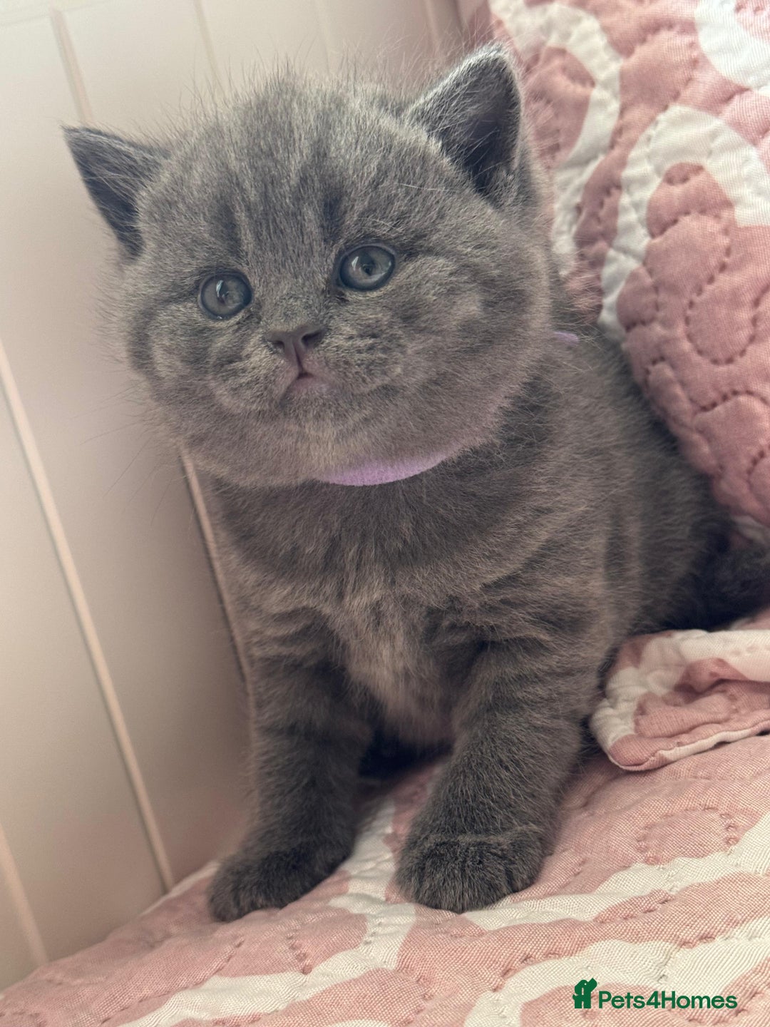 British Shorthair cats for sale: British shorthair blue kittens - pedigree GCCF - Image 1