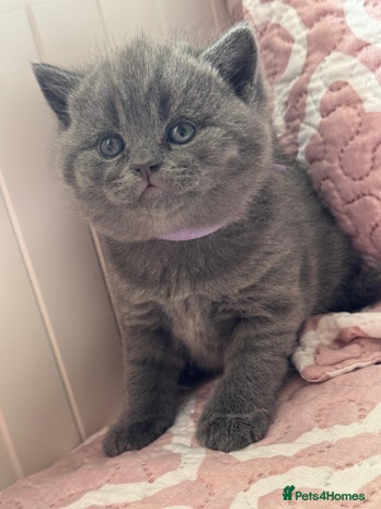 British Shorthair cats - Advert 1