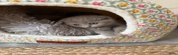 Scottish Fold cats for sale: 8 Beautiful blue Scottish folds  - Advert 28
