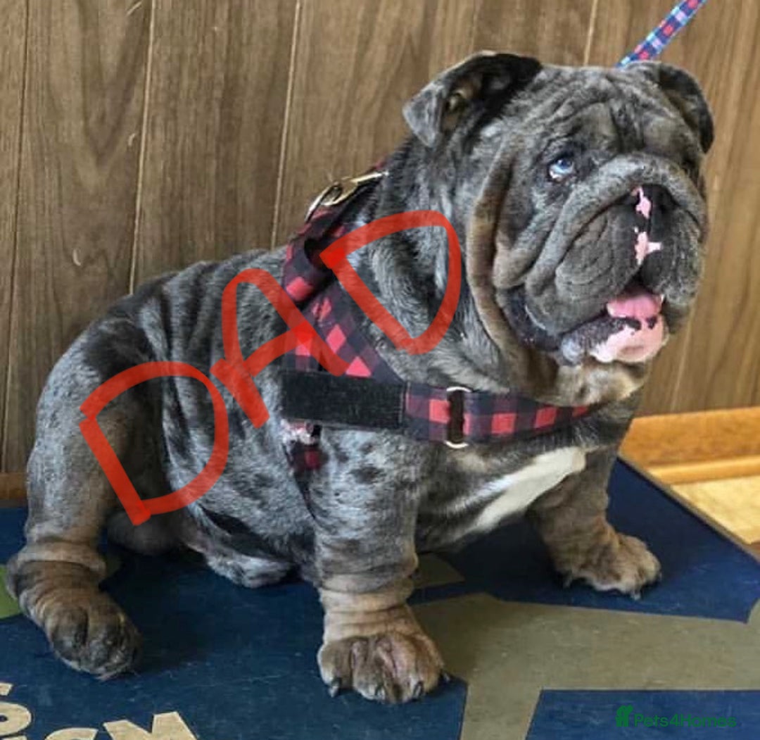 English Bulldog dogs for stud: Direct ICEMAN son for stud  in Wirral - Advert 7