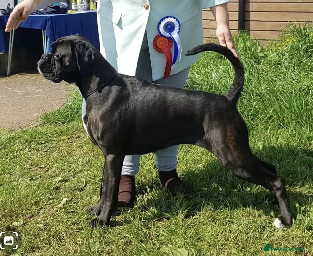 Boxer dogs for sale: Part European quality KC Reg Boxers - Advert 17
