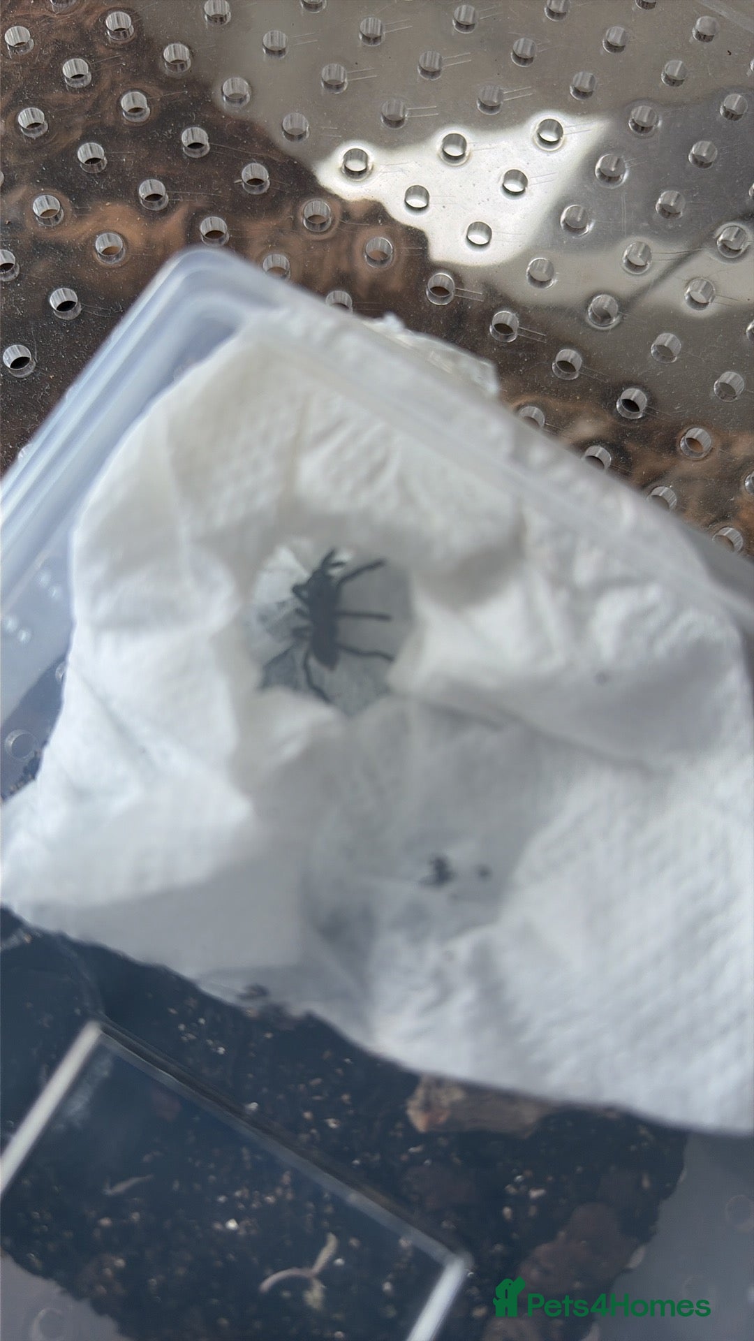 Tarantulas invertebrates for sale: Goliath birdeater, OBT and more - Advert 4
