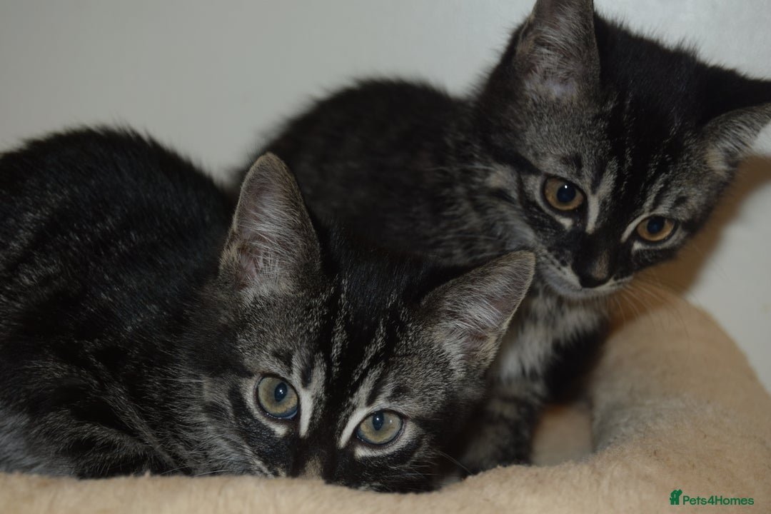 Bengal cats for sale: BEAUTIFUL HALF BENGAL KITTENS - Image 17