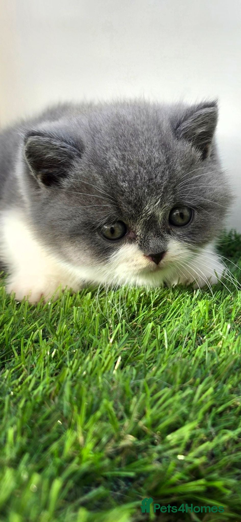 British Shorthair cats Beautiful British Shorthair Kittens Available  - Advert 14