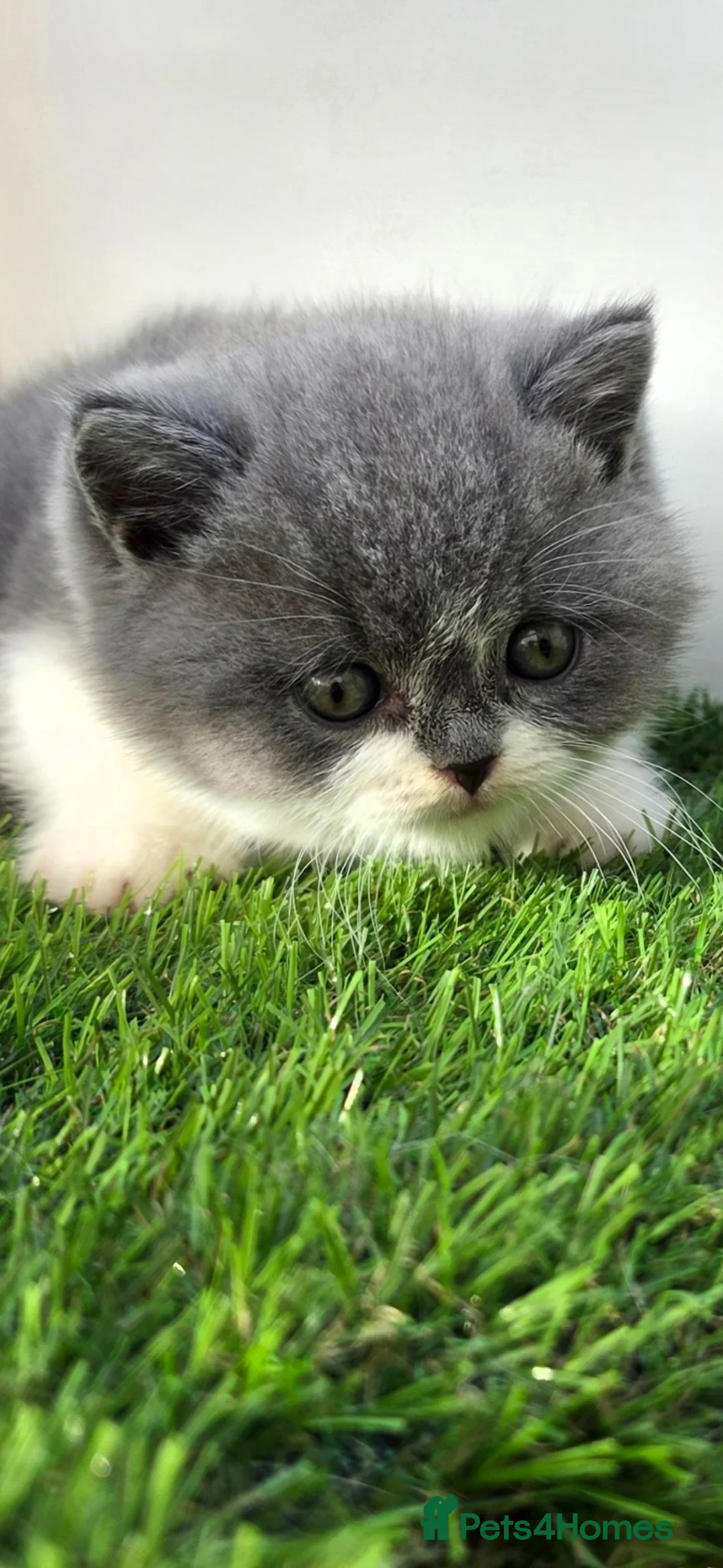 British Shorthair cats for sale: Beautiful British Shorthair Kittens Available  - Advert 3