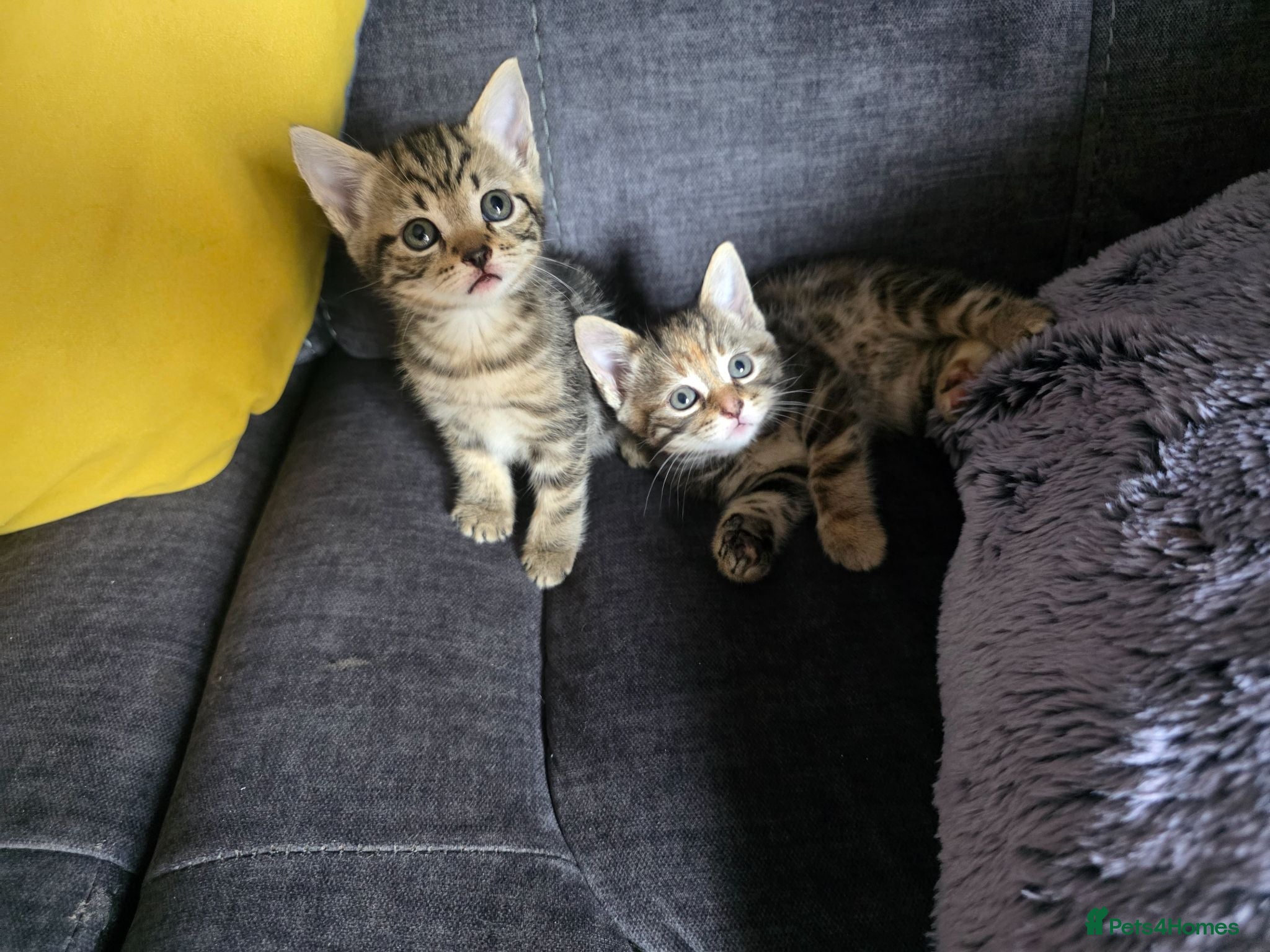 Norwegian Forest Cat cats Norwegian forest cat X marbled bengal - Advert 2