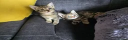 Norwegian Forest Cat cats for sale: Norwegian forest cat X marbled bengal - Advert 8