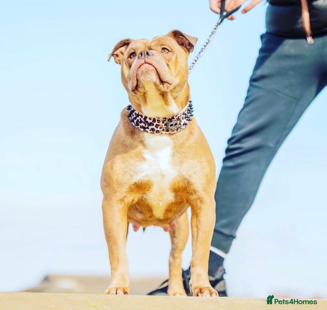 Olde English Bulldogge dogs for sale: Bella - Advert 3
