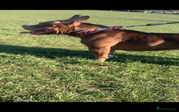 Mixed Breed dogs for sale: Stunning female pocket bully age 3 - Image 6