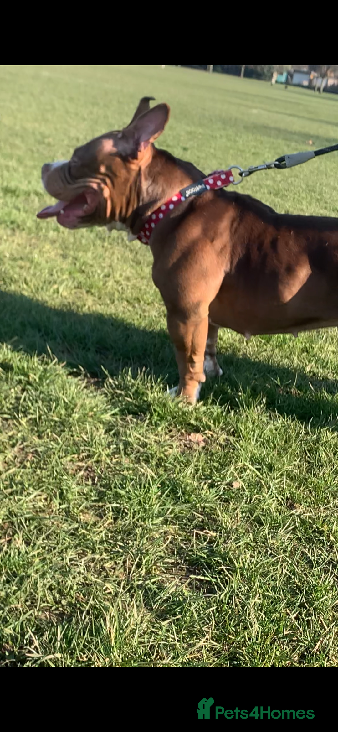 Mixed Breed dogs for sale: Stunning female pocket bully age 3 - Image 6
