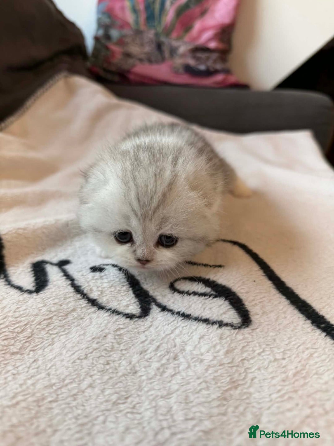 Scottish Fold cats for sale: Scottish fold / straight Kittens  - Advert 17