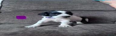 Sprocker Puppy Purple