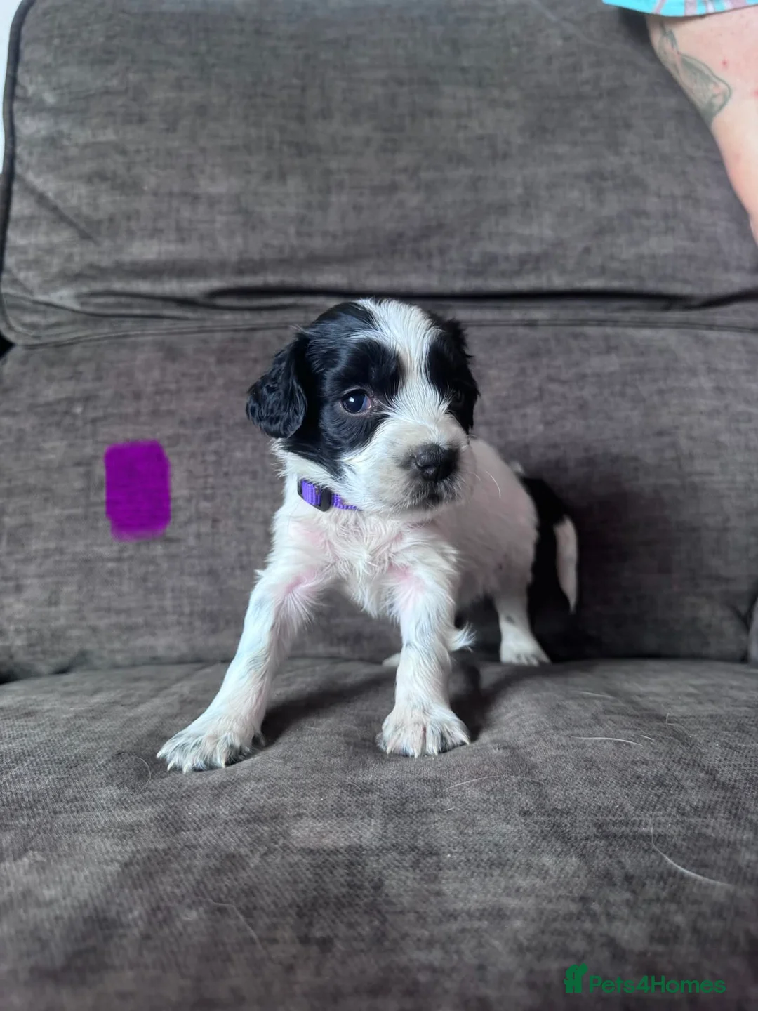 Sprocker dogs for sale: Beautiful Sprockers  - Advert 2