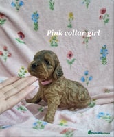 Cockapoo dogs Beautiful F1 Cockapoo puppies - Advert 15