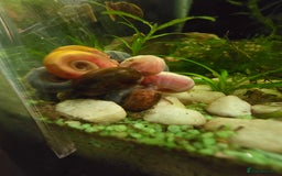 Snails invertebrates for sale: Ramshorn snail  - Image 1