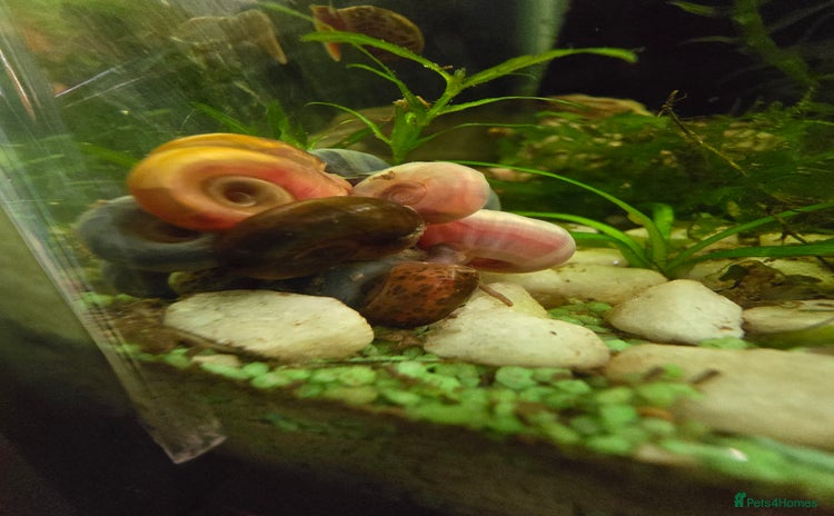 Snails invertebrates - Advert 1