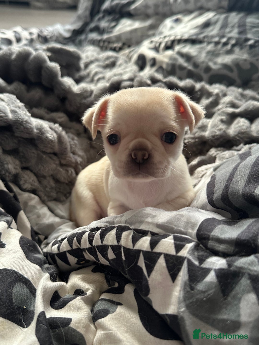 Chug dogs for sale: Beautiful cream chugs - Advert 1