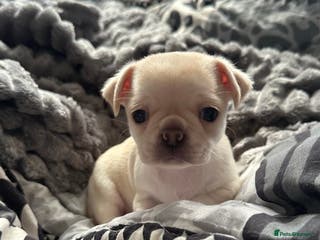 Chug dogs Beautiful cream chug boy - Advert 13