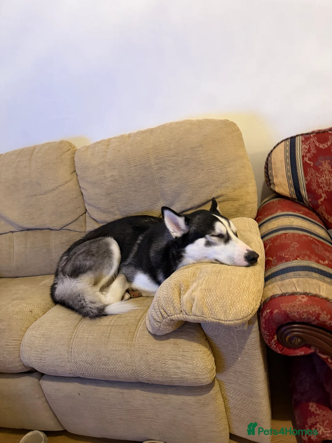 Siberian Husky dogs for sale: Siberian Husky - Advert 3