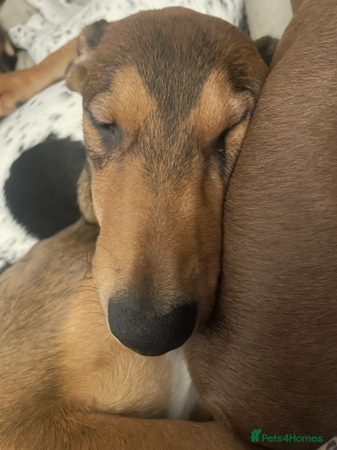 Mixed Breed dogs for sale: Tracy Jones - Advert 4